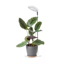 Növénynevelő lámpa LED VERDI V2 5W 1300K white Kobi