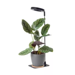 Növénynevelő lámpa LED VERDI V2 5W 1300K black Kobi